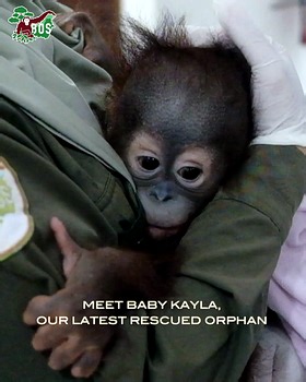 Meet Kayla, our latest rescued #orphan. The one-year-old infant spent six months confined in a cat cage before a rescue team, including one of our BOS Foundation's veterinarians, received a phone call about her location. You can help #orphans like little Kayla on her long rehabilitation journey to freedom RIGHT NOW by supporting our Spring Adoption Appeal. We aim to achieve at least 100 new adoptions by 15 October 2025. Unfortunately, we are still far from our goal and urgently need your support