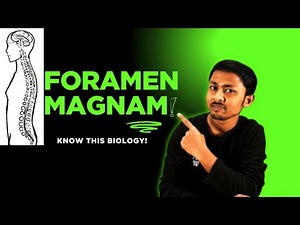 Foramen Magnum | Easy Explanation for Students