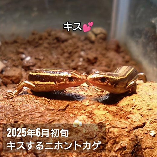2025年6月初旬、口づけをかわすニホントカゲ。#トカゲ #ニホントカゲ #爬虫類 #とかげ生態観察