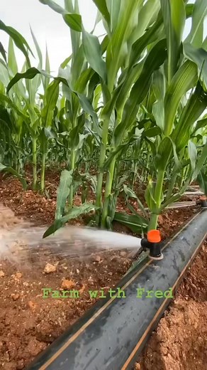 Maize farming under irrigation | Farm With Fred