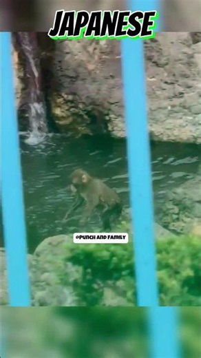 Punch DIVES into the water! 😍So brave! #punch #パンチくん #short #viral #shorts #fyp パンチ君 パンチ #がんばれパンチくん