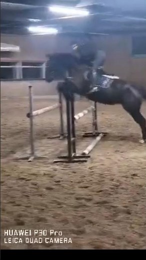 Loriot hat die Vertretung sehr gut gemacht. 😍#training #showjumping #springreiten #lebenmitpferd