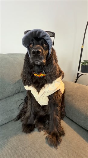 Leica 🐕‍🦺 on Instagram: "This happens all the time 👯‍♀️Matching lead and collar by @snoot.za 🐕‍🦺 Available on @localleo.co for international delivery ✈️ #petugc #thekardashians #itsjustnotcoolthatyoucopyme #cockerspaniel #petugccreator"