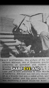 The late Herbert Atkinson is remembered as one of the most respected names in the history of gamefowl breeding. Known for his sharp eye and disciplined approach, Atkinson devoted much of his life to developing strong, consistent lines that carried his signature style. His reputation grew steadily, as breeders and enthusiasts alike recognized the lasting impact of his work. What set Herbert Atkinson apart was his dedication to detail. He was patient in his methods, always focusing on the qualitie
