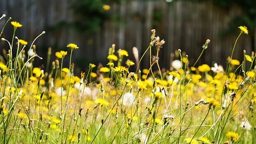 Mowing, Lawn, Mow. Free Stock Video