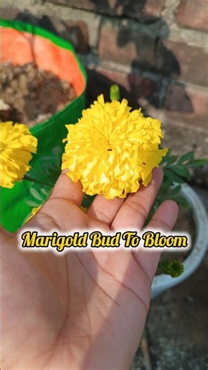 Marigold Bud to Bloom 🌼 | Fast Growth Tips | Marigold Flowering Guide #foryou #terracegardenindia