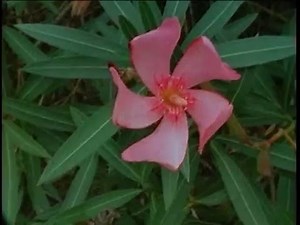 Josh Kalis - Kalis in Mono (Alien Workshop)