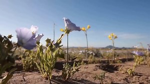 The world's driest desert blooms into a rare, fleeting flower show