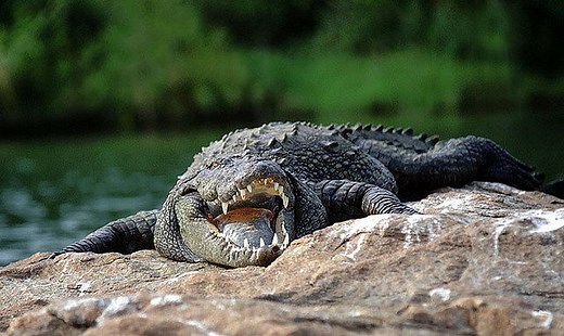 What Do Crocodiles Eat | Crocodiles Diet