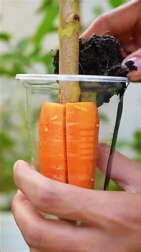 How to Propagate a Guava Tree at Home | Easy Guava Air Layering Method