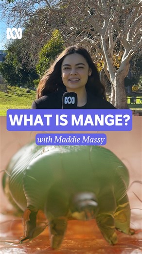 38K views · 406 reactions | Have you seen an animal with mange before? : Maddie Massy : Get the latest from ABC Science straight to your inbox: https://ab.co/ABCScienceNewsletter #Mange #Wombat #Possum | ABC Science | Facebook