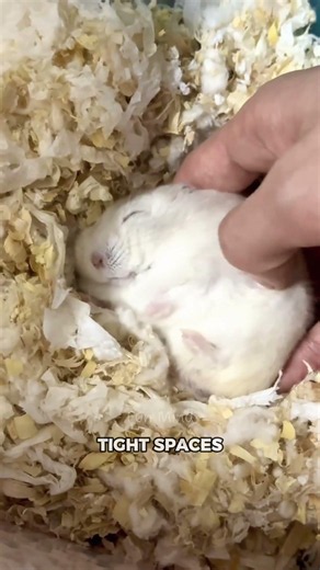 Why Do Hamsters Turn Into Pancakes? The Surprising Truth! 🐹🥞