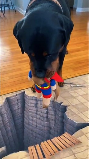 1.4M views · 25K reactions | Superman holding on for dear life! _♂ #chihuahua #rottweiler #aivideocreationtools 100% AI video for fun & laughs! Every scene is digitally created — no real animals, babies, or people. Enjoy and share! No reu | Super Paws Show | Facebook