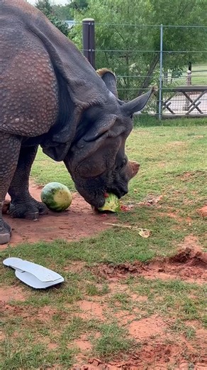 Saving rhinos is right up your alley! The 30th Annual Bowling for Rhinos is BACK! Join the OKC Zoo's chapter of American Association of Zoo Keepers for their annual fundraiser on Friday, July 19, from 6:30 to 10 p.m. at Bowlero in Edmond. 100% of the proceeds from this event go to rhino conservation and helping save these critically endangered animals and their habitat. Whether you're a bowler or a spectator, get your tickets now! Head to the link to get yours before they're gone - https://e.giv