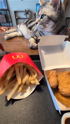 アメショーのラッテ #アメショ ＃アメリカンショートヘア#猫との暮らし#猫#cat