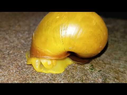Snail Laying Eggs for the First Time | Rare Nature Moment in Macro View