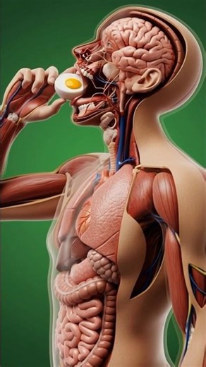 Egg benefits and facts#health #body #shorts #youtubeshortvedio #healthcare #trending# viral