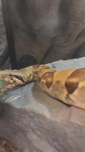 Longer than my attention span 🐍 #reptiles #boa #snake #snakeenclosure #pet #pets #animalenclosure #enclosure #madeinwisconsin #adamsspecialtyproducts #customcages | Custom Cages