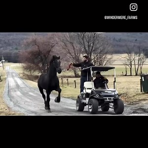 🌬️💨 Blowing off a little steam at Windermere Farms today! 🌾✨ Meet our thunderous powerhouses, Dixie and Zain! 🐎⚡️ Their energy is contagious! | Windermere Farms