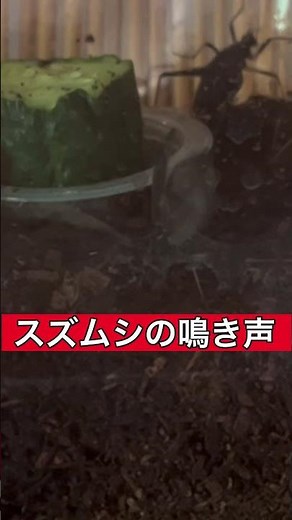 スズムシの鳴き声