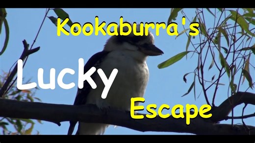 Kookaburra rescue! Saving a trapped bird in our self-sufficient backyard