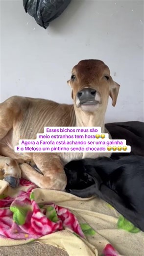 Acho que a Farofa e o Meloso estão meio sem saber o que eles são nessa vida 😂😂😂 #churrascooboi #boimanso #fy #amorporanimais #amizadeincomum