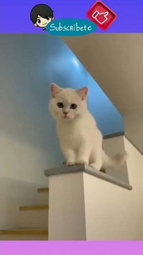Gatito que rie! 😆🐱 #gatosgraciosos #gatos #mascotas #gatitos