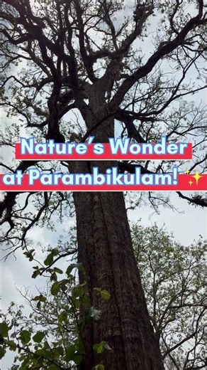 400+ Years Old! 🌳 Parambikulam Forest-ல இவ்வளவு பெரிய மரமா? 😱 Kannimara Teak Visit! | #shortsfeed