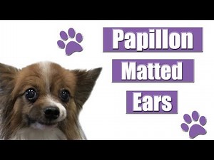 Clipping & Brushing Matted Dog Ears | Papillon Grooming Tutorial !