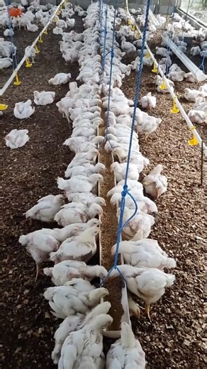136K views · 1.2K reactions | Starting broiler farming can be a...
