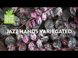 Heat Loving Shrub of the Year 2026 - Jazz Hands Variegated®