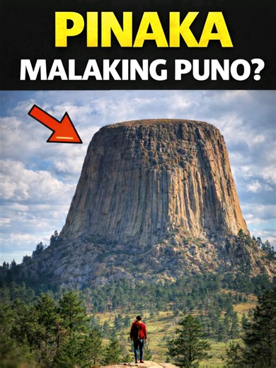 Alamin ang Pinakamalaking Puno sa Mundo! 🌳