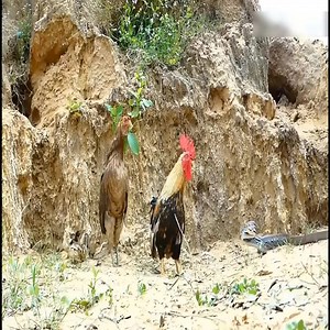 Snakes attack the chicken family | Animals World