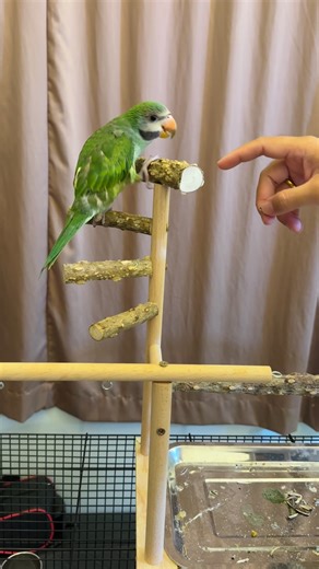 Teaching Keek to high-five and climb up. 🦜 #mustacheparakeet #redbreastedparakeet #parrot #parrots #parakeet #parakeets #birds #pets #petslover #viral #viralvideo #fyppppppppppppppppppppppp #foryoupage #foryou #fypシ゚