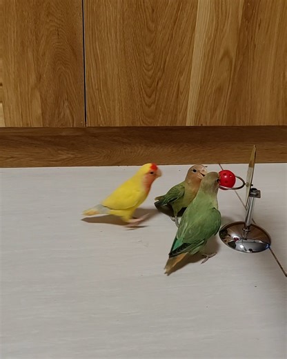 Look at these birds playing basketball togther 🤩 | LADbible Australia