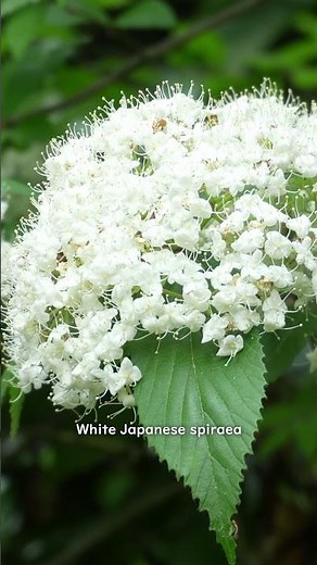 Sagamihara, near Tokyo(09)💮Hidden Gem Hiking🌿White Japanese spiraea flowers are blooming
