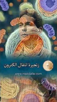 زنجیرۀ انتقال الکترون - مزدافر مؤمنی