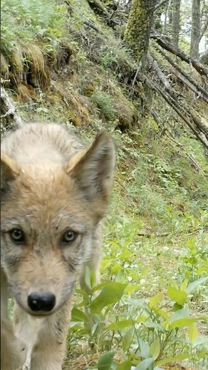 Wild Wolf Puppy