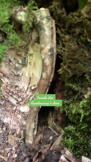 Explore Magical Fairy Woods and Hidden Treasures