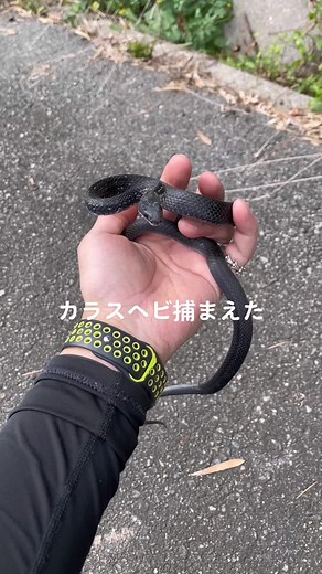 シマヘビとアオダイショウの交雑特集