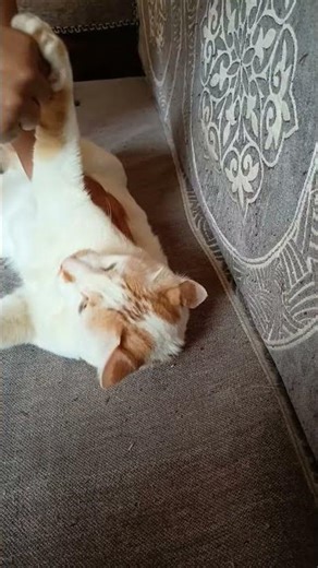 despresion✅depression❌#cat #simba #catvideos #funnycatvideos #cute #viralshort #pets #kitten #kitty