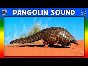 🐾 PANGOLIN SOUND - PANGOLIN SOUND EFFECT - SOUND OF PANGOLIN - NOISE OF PANGOLIN