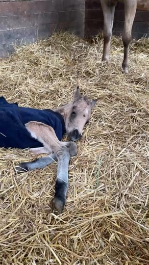 Meredith Van Benthuysen on Reels