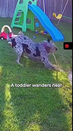 Blue Heeler Protects Toddler From Snake...