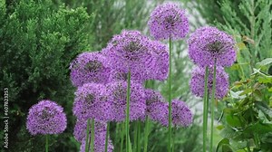 Allium Giganteum flowers growing outdoors. Giant Onion blooming in the spring day. Field of Allium ornamental onion. Balls of blossoming Allium flowers (Allium aflatunense, Alliaceae Family)