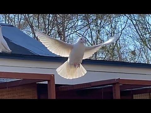Birmingham Roller Pigeons and White Pigeons - January 21, 2021