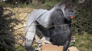 Tien jaar verder: hoe gaat het nu met gorilla Bokito?