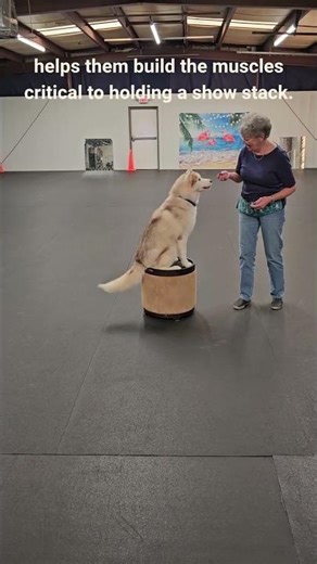 Conditioning for the Show Stack - Sandy Weaver Conformation Tips for Owner Handlers #dogtraining