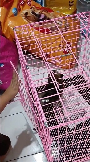 Who Knows How to Assemble a Dog Crate? Mama Ara Was Surprised the Seller Set It Up, Scared of Get...