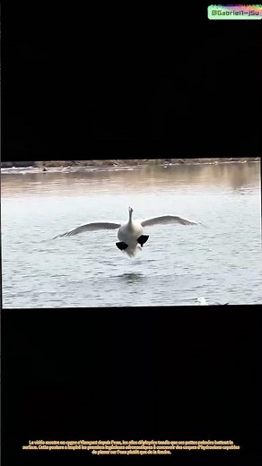 Décollages sur l'eau : comment les oiseaux ont appris aux humains à atterrir sur l'eau